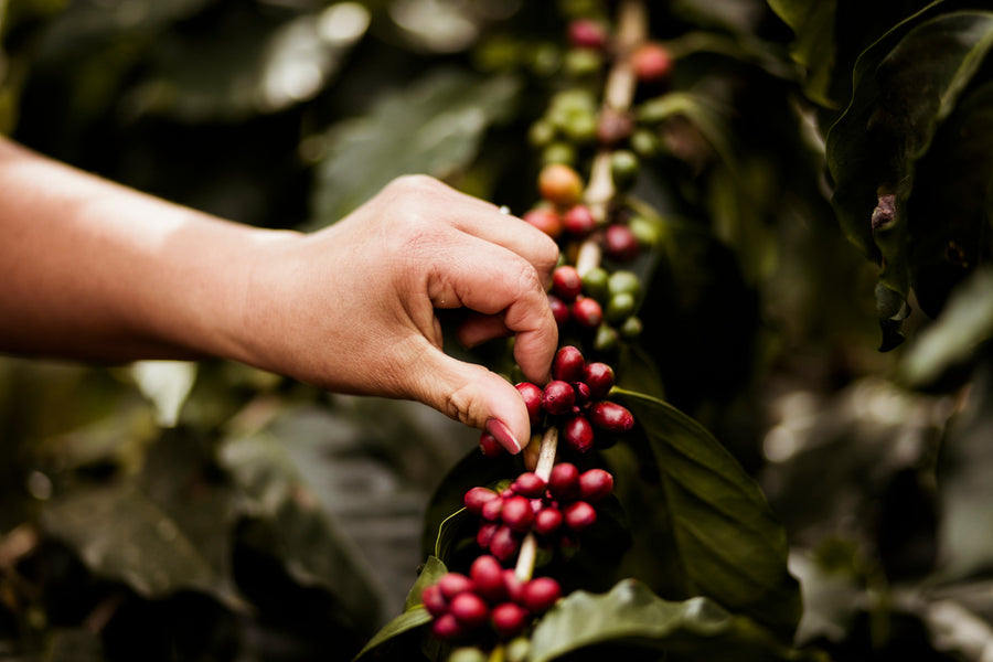 ¿Por qué preferir el Café de Especialidad?