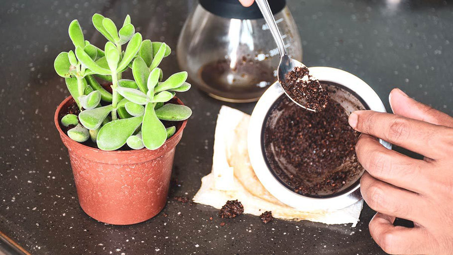Aprovecha al Máximo los Residuos del Café