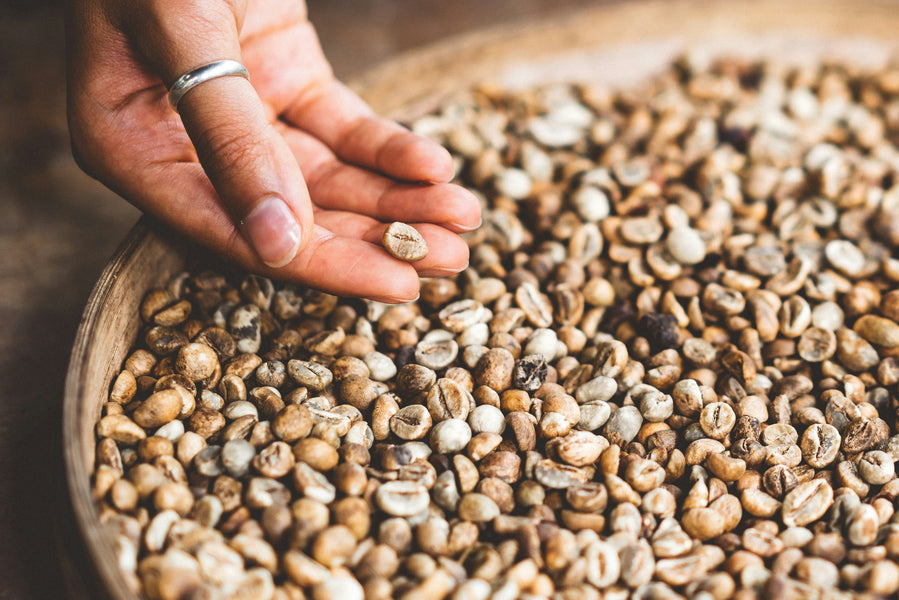 El Café y sus Procesos