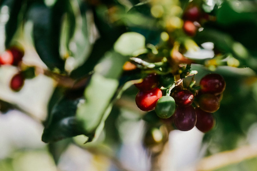 Las diferencias entre los cafés Arábica, Robusta y Libérica